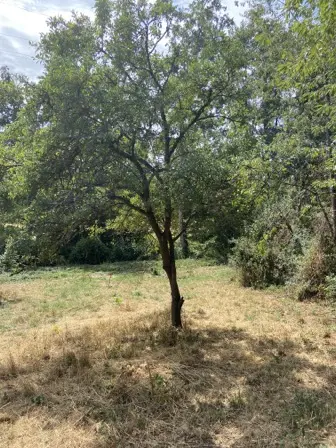 Foto treephoto-nnz2tr0j9ybv5avqp1brt2is.jpeg