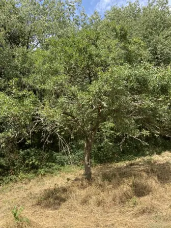 Foto treephoto-sqng8v1t7o4nqp67mf2y0mrq.jpeg