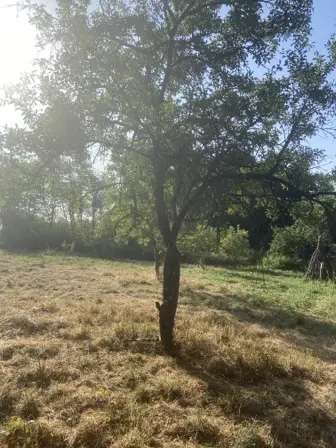 Foto treephoto-uhqg1k28dg0ig2nkbn6wmczf.jpeg