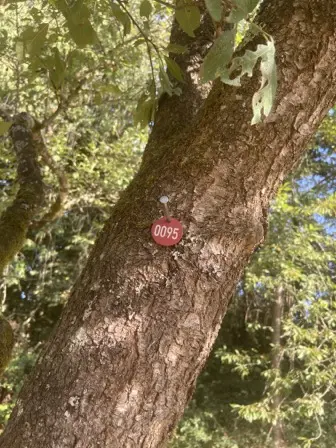 Foto treephoto-zln0iiv2u4sw2xm4rbvhdqyh.jpeg