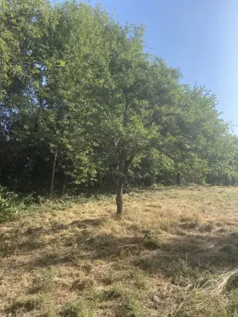 Foto treephoto-zpmvcj9jihoztybtg9bowbnj.jpeg