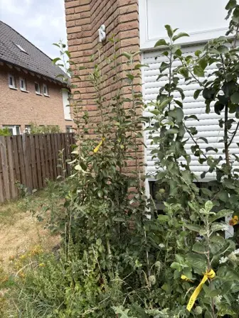 Foto treephoto-n5gavw8oog330iuumfx30z8m.jpeg