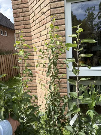 Foto treephoto-xcz0ad88ef4w4wkvk7590e57.jpeg