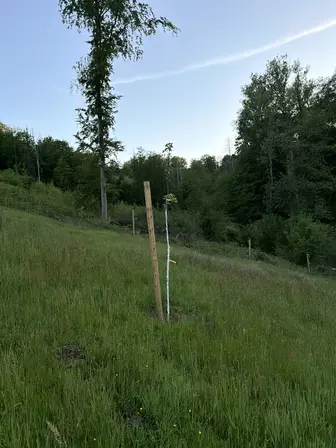 Foto treephoto-o5rxfbrnnupduuxtqoqgwxpz.jpeg