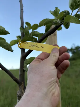 Foto treephoto-owonlz7fyv7441yt7x5zwqo2.jpeg