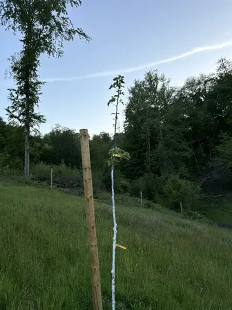 Foto treephoto-qt8ag1xxbviy0ywz1gvykepx.jpeg