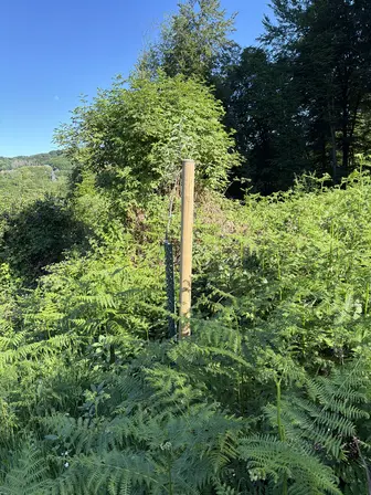 Foto treephoto-dtdyfqyo8ykuxq6ty4s9jvjv.jpeg