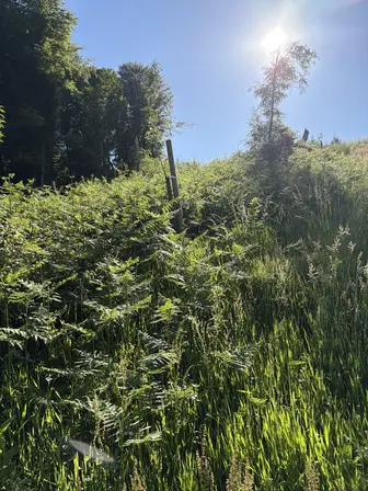 Foto treephoto-fj3d1u1ybyq7onsfjsamgeps.jpeg