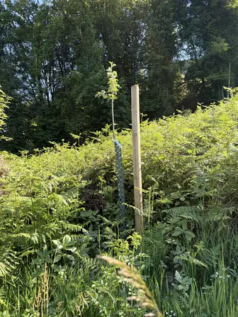Foto treephoto-or390jm6hbv897qf9r8j6bpd.jpeg