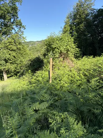 Foto treephoto-se5cqpjltrxs99ttezm82dfg.jpeg