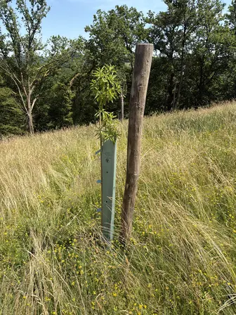 Foto treephoto-h3rhrd4p8m0yae65efbn89j0.jpeg