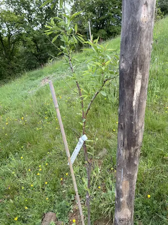 Foto treephoto-i3tug0syt6ycn2tdlcfxhjz8.jpeg