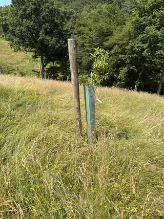 Foto treephoto-jkw15cwvvgz26f75fhvyv0me.jpeg