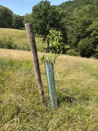 Foto treephoto-jqli2eawcbkdec7sg5y99vp4.jpeg