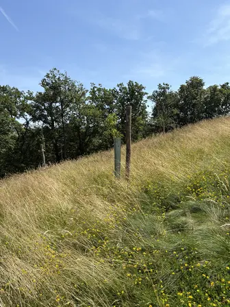 Foto treephoto-p3r74sdn40cswvkof4940pc4.jpeg