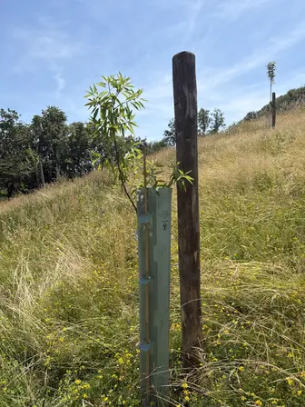 Foto treephoto-wtr14ne2fetnmzb2x8ivy6y7.jpeg
