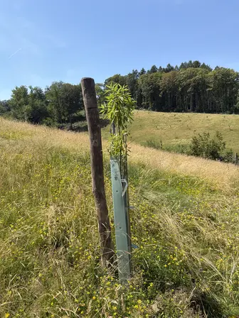 Foto treephoto-z5p4bolkkhzckbjwyx9dxetr.jpeg