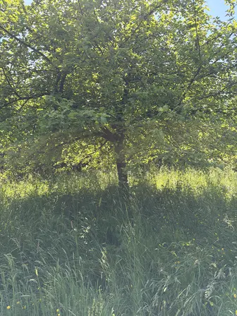 Foto treephoto-ac2msq6ekv1pj3hss6njlzmk.jpeg