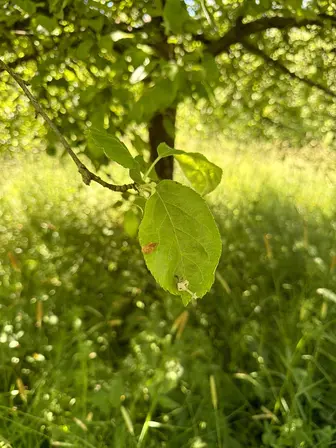 Foto treephoto-azx7nrdmuf8lszpcy9rbaydn.jpeg