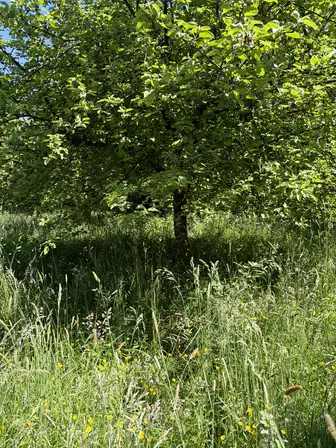 Foto treephoto-eo8gsnloxef0pyz1wh5c4lgc.jpeg
