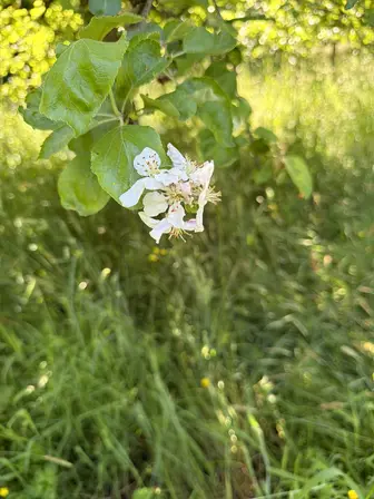 Foto treephoto-gtvlee7tvj0j6li3jmak6xrz.jpeg