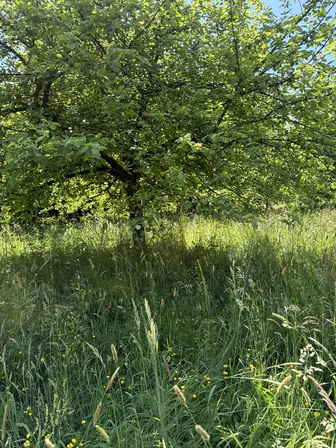 Foto treephoto-hdh71hob9ao51ljlhgzcwjqb.jpeg