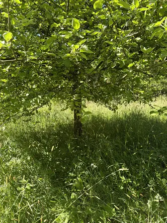 Foto treephoto-i8n9k43adti2mq9h0re31fvt.jpeg