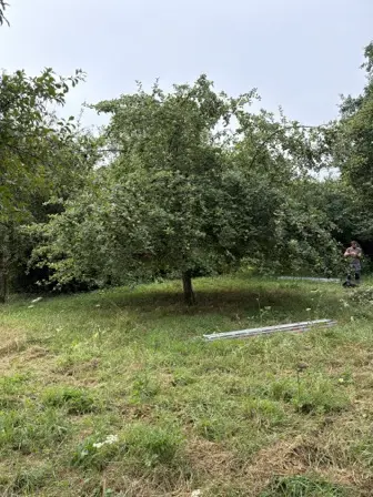 Foto treephoto-kfatrcsr6o85zp6ojyax5a5y.jpeg