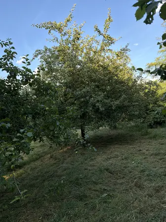 Foto treephoto-l2kivb6r2cgyncd6qq6ffn3q.jpeg