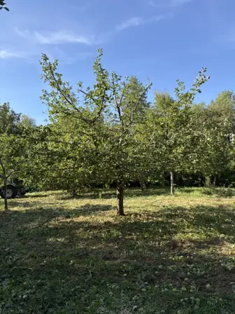 Foto treephoto-lshjj4vwiex8oyifexpepcmk.jpeg