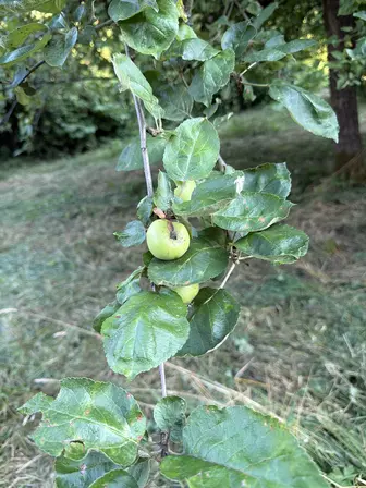 Foto treephoto-nlrg3cqq5ayzsjablos1v8g1.jpeg