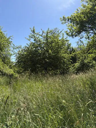 Foto treephoto-qe8rs615z159y9lru3xypido.jpeg