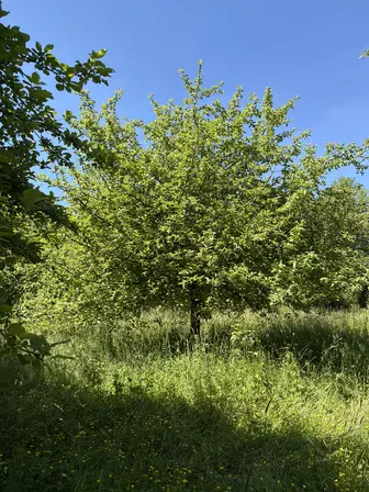 Foto treephoto-qhvyuu8s4suixg0exa327101.jpeg