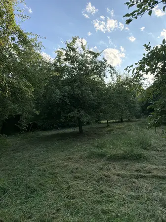 Foto treephoto-qyp1m7g1gq6i31lodlhybypo.jpeg