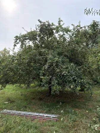 Foto treephoto-t0d9sn8vwf3dlqrqlpysxewi.jpeg