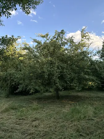 Foto treephoto-v5rqfoehglpmbryfrb35k22i.jpeg