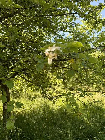 Foto treephoto-viev6qodcm3yy1hhhwqfps2c.jpeg