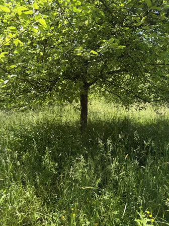Foto treephoto-wwiprstyuyzulg11su2ra93v.jpeg