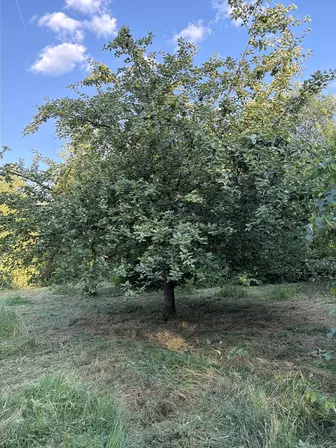 Foto treephoto-zrgo3wbwn8mxegn3l1mcf8ns.jpeg