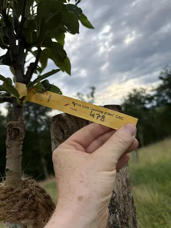 Foto treephoto-f01w2ue9ioxsc9j5in89z8hf.jpeg