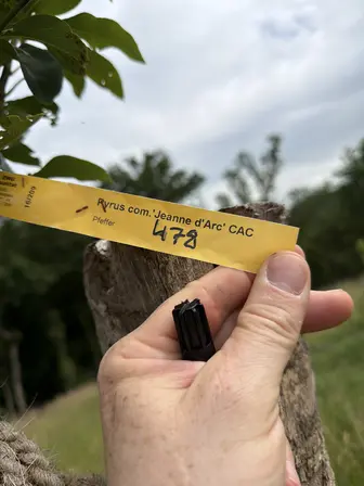 Foto treephoto-f60uqbkj9rpmi9lc30e53ndp.jpeg