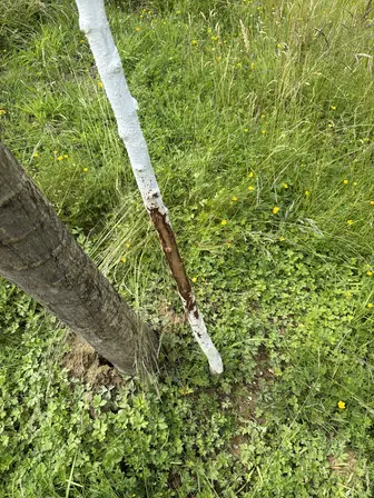 Foto treephoto-gaksqkmrdioevj58yz6fu82z.jpeg
