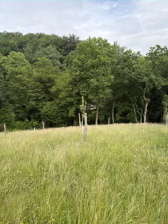 Foto treephoto-kwsgvdvby2w9vmp3ekjl43es.jpeg