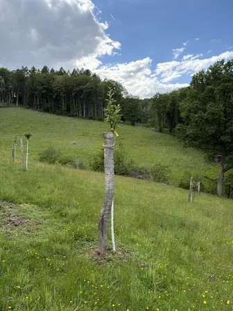 Foto treephoto-n0o2u6y7p2adyebqn08k4shz.jpeg
