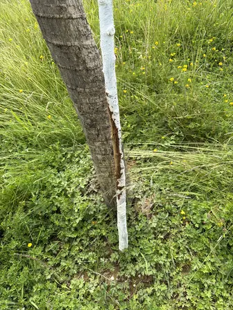 Foto treephoto-p22srwpn1hgcldbefalw5p2n.jpeg