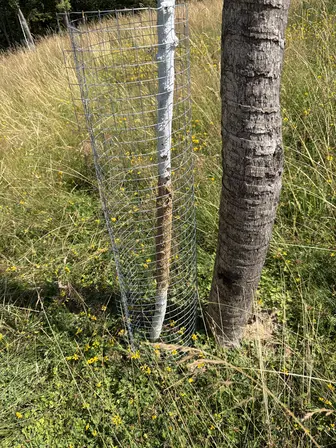 Foto treephoto-p420ie2s5wrlnf8av4ohhfzh.jpeg