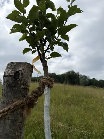 Foto treephoto-v9z0r6dspls2mfdj70lrbbfi.jpeg