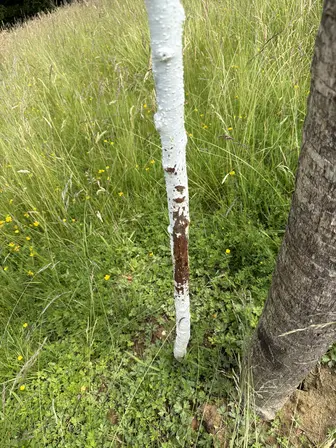 Foto treephoto-x1mjvbo3vcfeqmrte5tcxzcm.jpeg