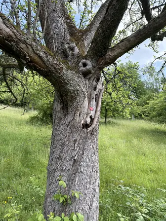 Foto treephoto-dpfeweqytpopvps9xj9pcgct.jpeg