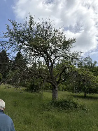 Foto treephoto-e1zularyy2k92wf8mkq4tyqo.jpeg